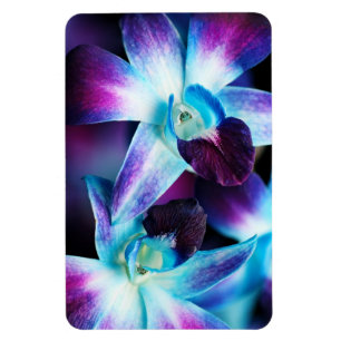 Purple & Blue Dendrobium Orchid Customized Orchids Magnet