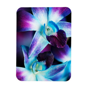 Purple & Blue Dendrobium Orchid Customized Orchids Magnet