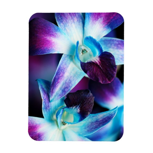 Purple & Blue Dendrobium Orchid Customized Orchids Magnet (Vertical)
