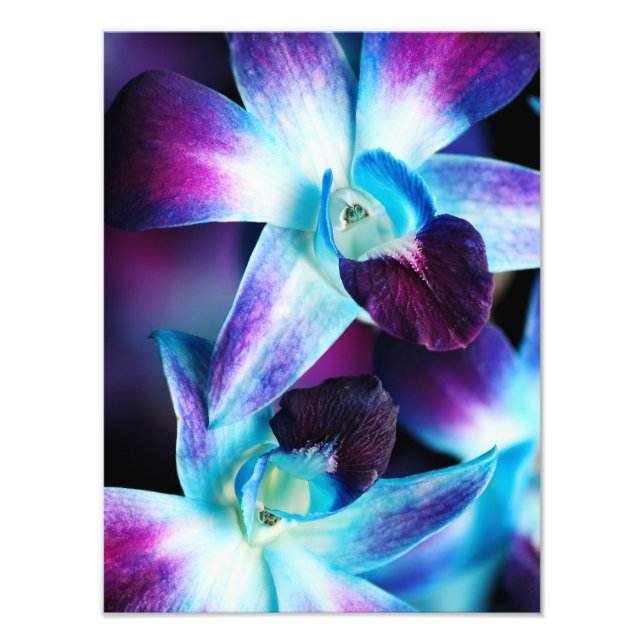 Purple & Blue Dendrobium Orchid Customized Orchids Photo Print (Front)
