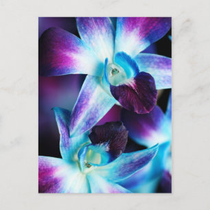 Purple & Blue Dendrobium Orchid Customized Orchids Postcard