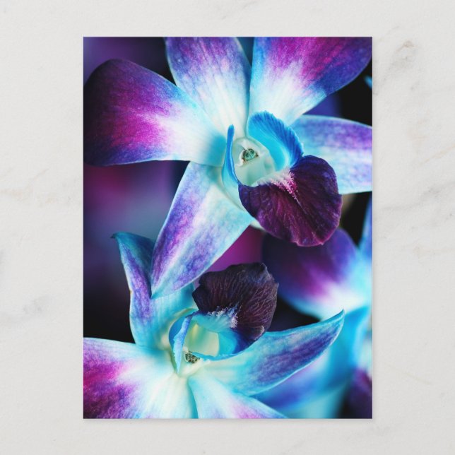 Purple & Blue Dendrobium Orchid Customized Orchids Postcard (Front)