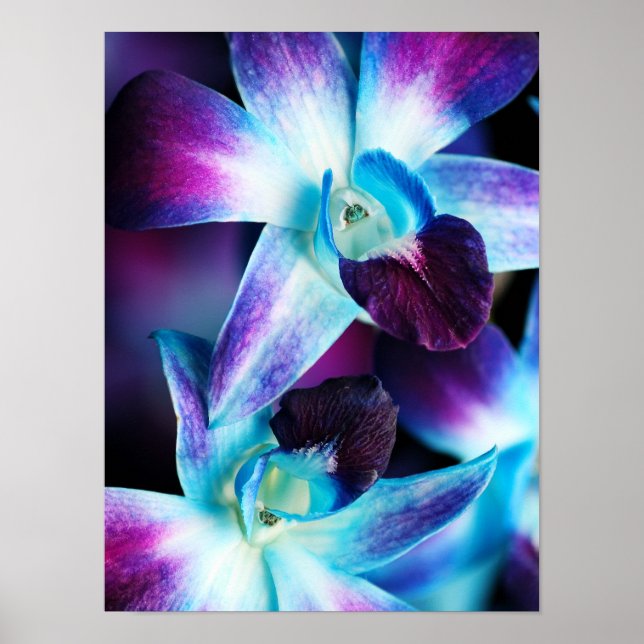 Purple & Blue Dendrobium Orchid Customized Orchids Poster (Front)