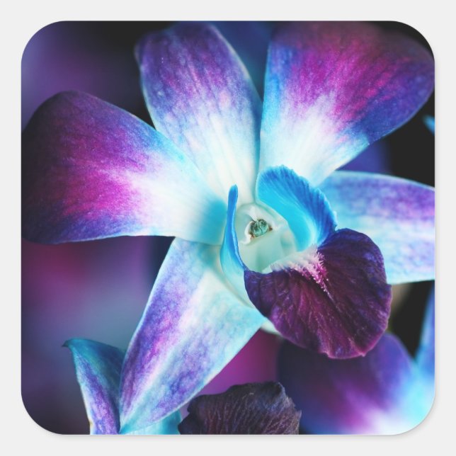 Purple & Blue Dendrobium Orchid Customized Orchids Square Sticker (Front)