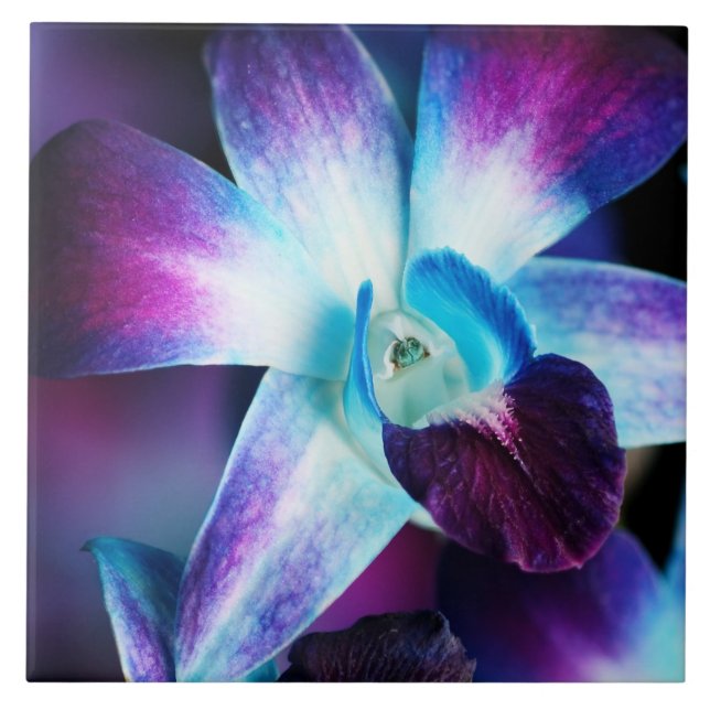 Purple & Blue Dendrobium Orchid Customized Orchids Tile (Front)