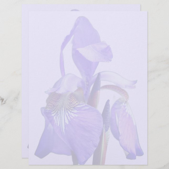 Purple Blue Flag Iris Flower  Letterhead (Front/Back)