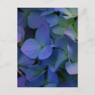 Purple blue hydrangeas flower floral postcard