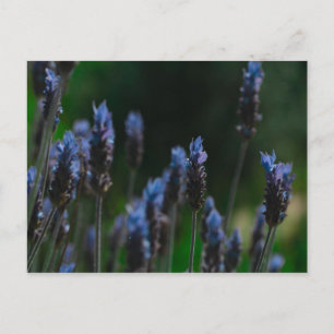 Purple Blue Lavender Flowers Postcard