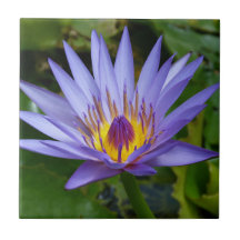 Purple / Blue Water Lily Pond