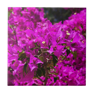 Purple Bougainvillea flowers Tile