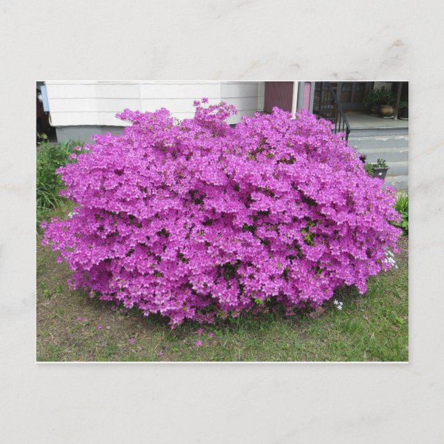 Purple Bush Postcard (Front)