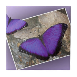Purple Butterflies Tile
