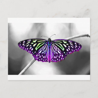 Purple Butterfly Postcard