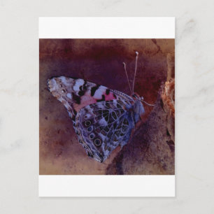 Purple Butterfly Postcard