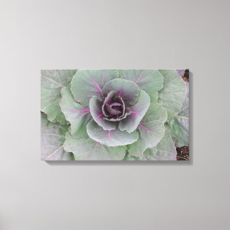 Purple Cabbage Wrapped Canvas