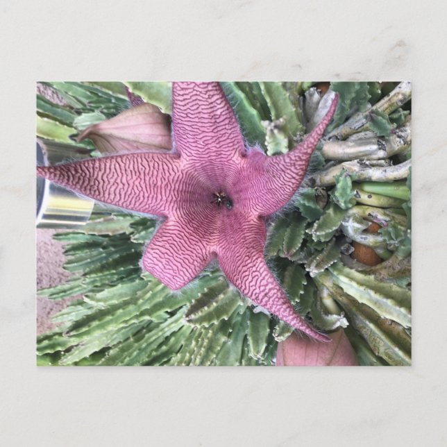 Purple Cactus Flower Postcard (Front)