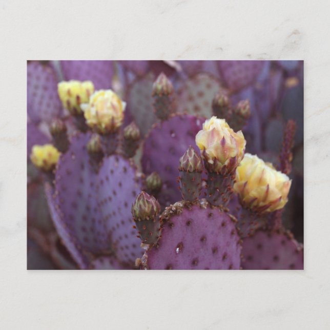 Purple Cactus Flowers Yellow Blooms Postcard (Front)