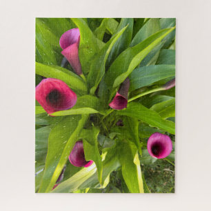 Purple Calla Lily, Oakland Jigsaw Puzzle