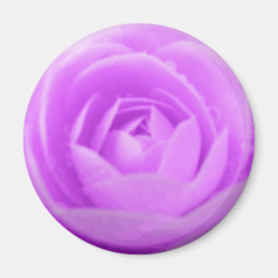 Purple Camellia Magnet