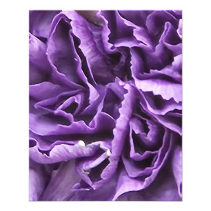 Purple Carnation Photo Print