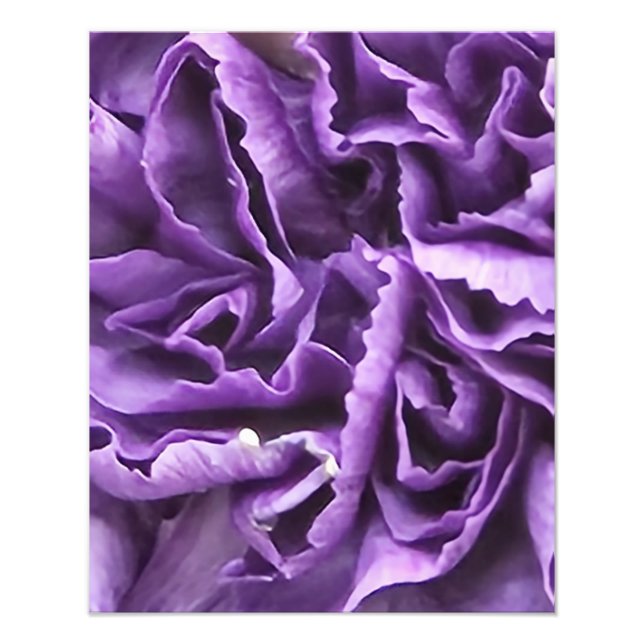 Purple Carnation Photo Print (Front)