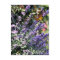 Purple Catmint Flower with Butterfly