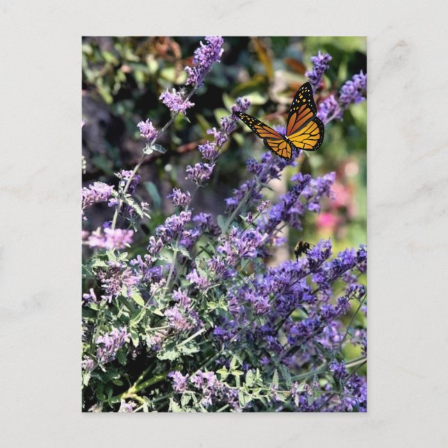 Purple Catmint Flower with Butterfly Postcard (Front)