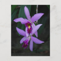 Purple Cattleya orchid