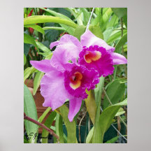 Purple Cattleya Orchids