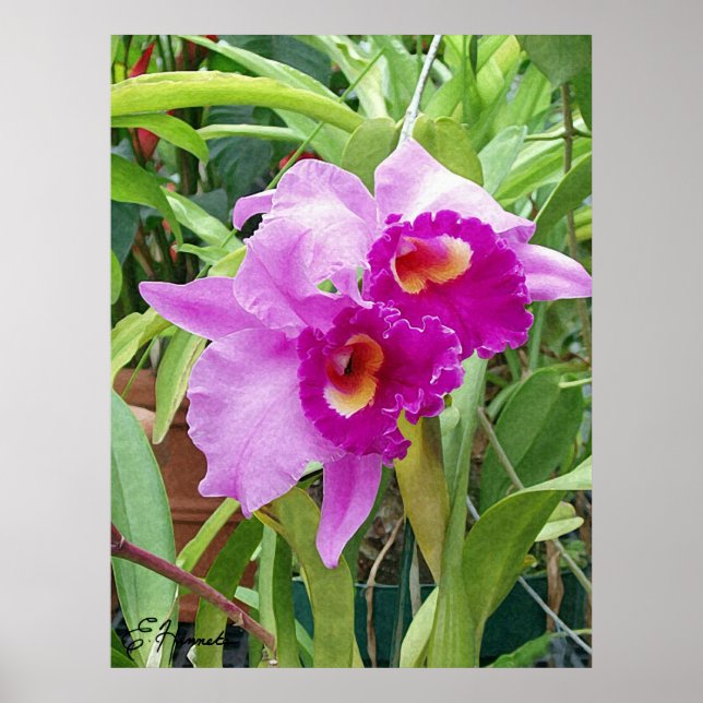 Purple Cattleya Orchids Poster (Front)