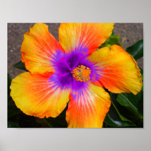 Purple Centre Fire Flower Poster