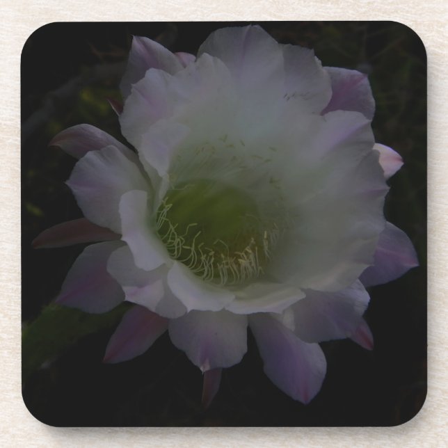 purple cereus flower coaster (Front)