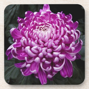 Purple Chrysanthemum Coaster