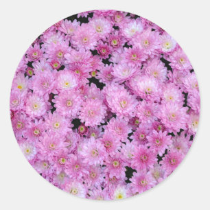 Purple chrysanthemum flowers classic round sticker
