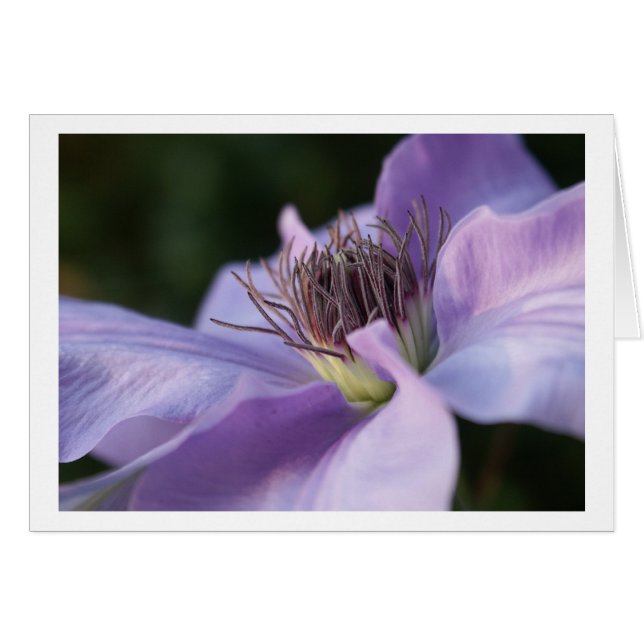 Purple Clematis Card (Front Horizontal)