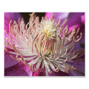 Purple Clematis Closeup Photo Print