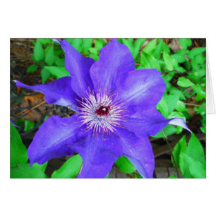 Purple Clematis Flower