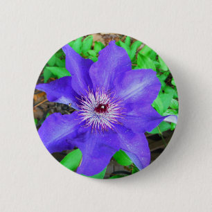 Purple Clematis Flower 2 Inch Round Button