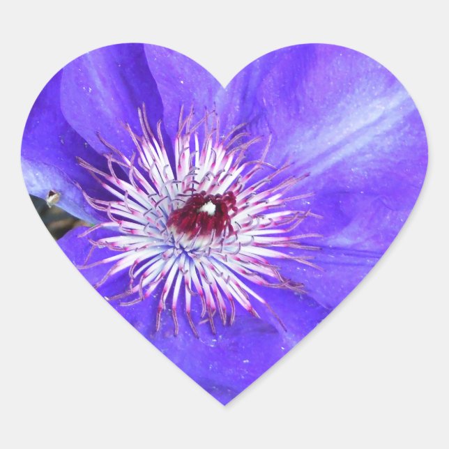 Purple Clematis Flower Heart Sticker (Front)