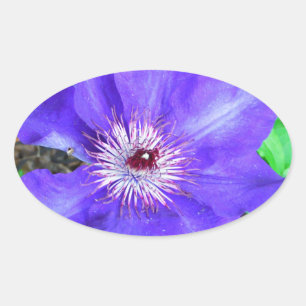 Purple Clematis Flower Oval Sticker