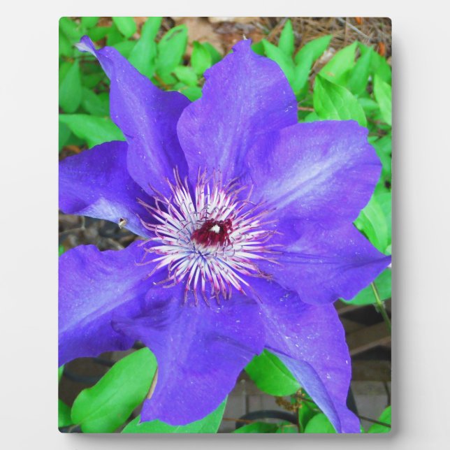 Purple Clematis Flower Plaque (Front)