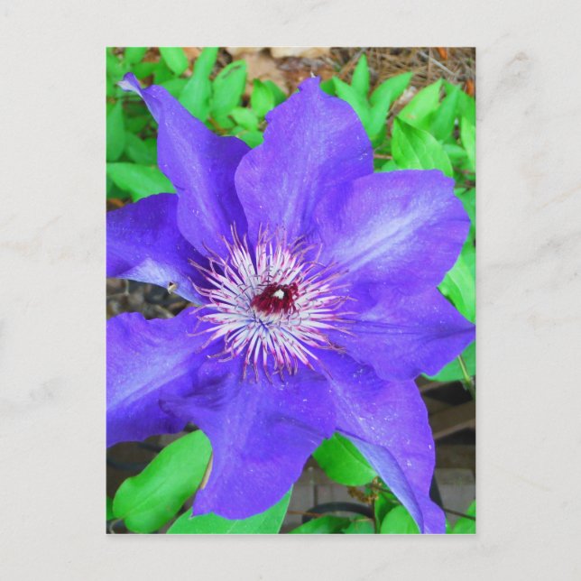 Purple Clematis Flower Postcard (Front)