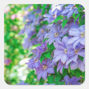 Purple Clematis flower Square Sticker