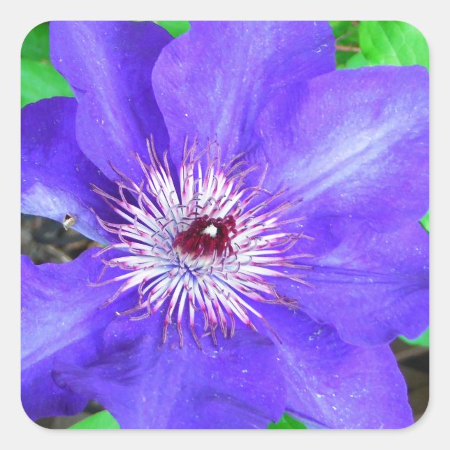 Purple Clematis Flower Square Sticker (Front)