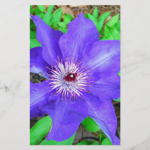 Purple Clematis Flower Stationery