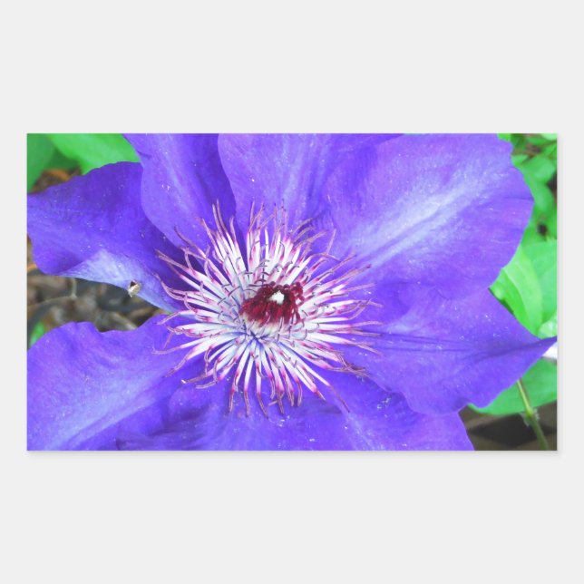 Purple Clematis Flower Sticker (Front)