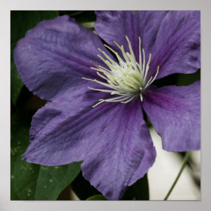 Purple Clematis Impression