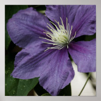 Purple Clematis Impression
