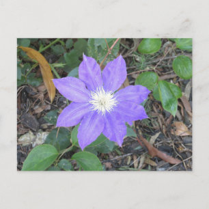 Purple Clematis Postcard