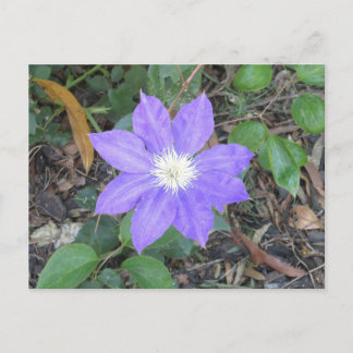 Purple Clematis Postcard